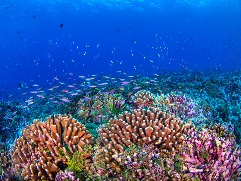 Korallen im Rangiroa Atoll - Französisch Polynesien - ©Mayumi Kubota - stock.adobe.com