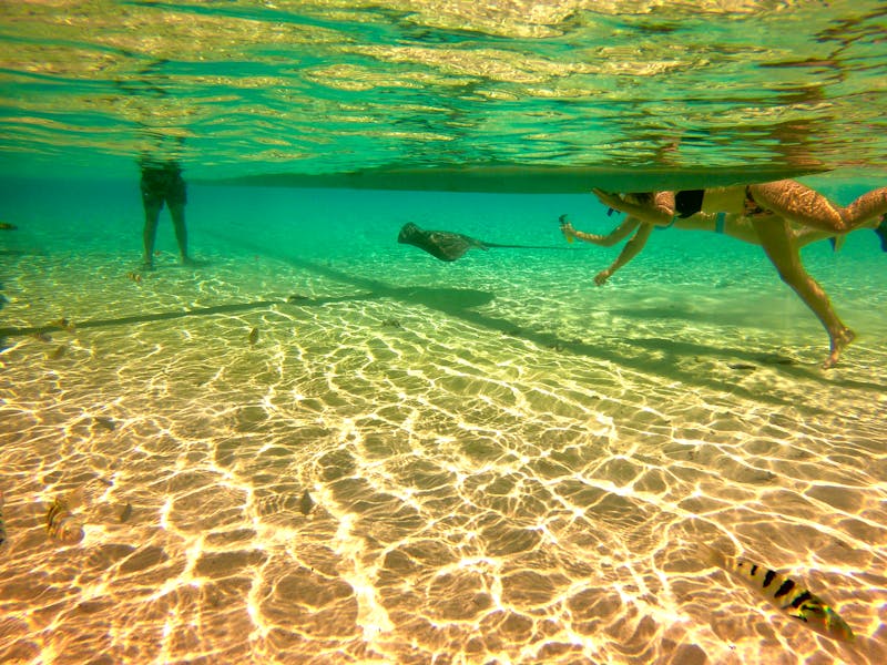 Schnorcheln vor der Insel Tahaa - Rochen - ©Atlantis - stock.adobe.com