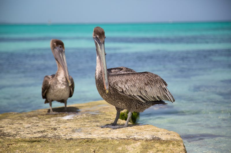 Pelikane auf der Insel Moorea - ©giuliomeinardi 2014 - stock.adobe.com