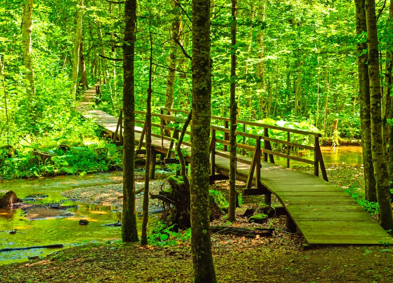 Wanderweg am See Biogradsko jezero bei Kolasin in Montenegro - ©Ran Dembo - stock.adobe.com