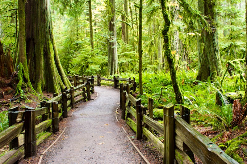 MacMillan Provincial Park am Cathedral Grove auf Vancouver Island - ©nalidsa - stock.adobe.com