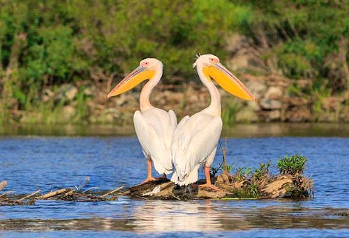 Pelikane im Donau-Delta &ndash; &copy; Simone Willner - Eberhardt TRAVEL
