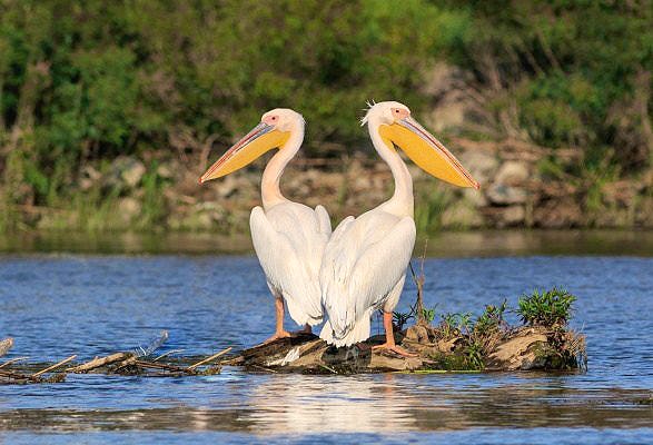 Pelikane im Donau-Delta – © Simone Willner - Eberhardt TRAVEL
