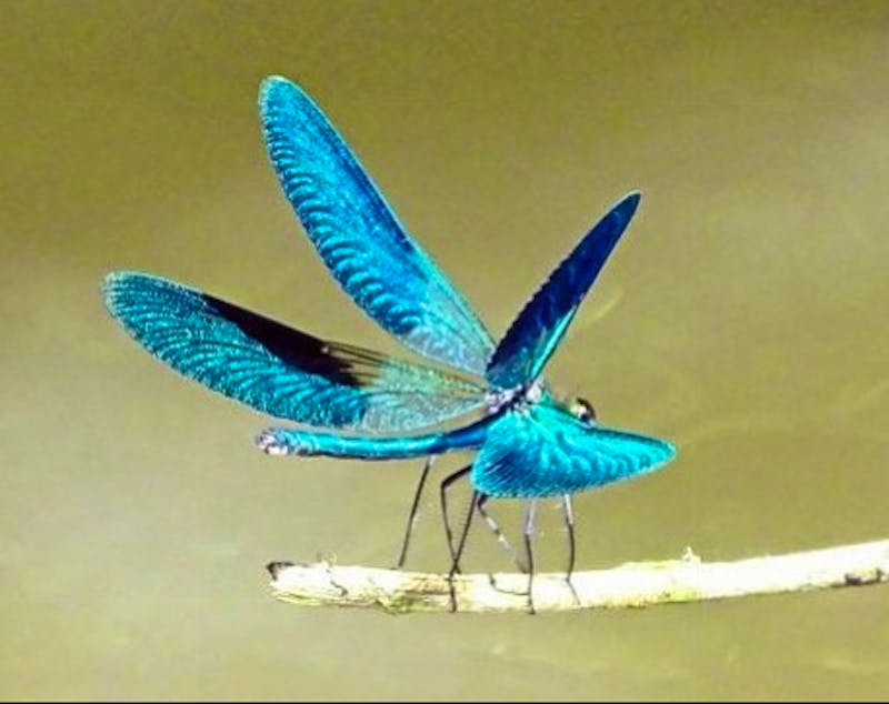 Blaue Prachtlibellen im Donaudelta - ©Simone Willner - Eberhardt TRAVEL
