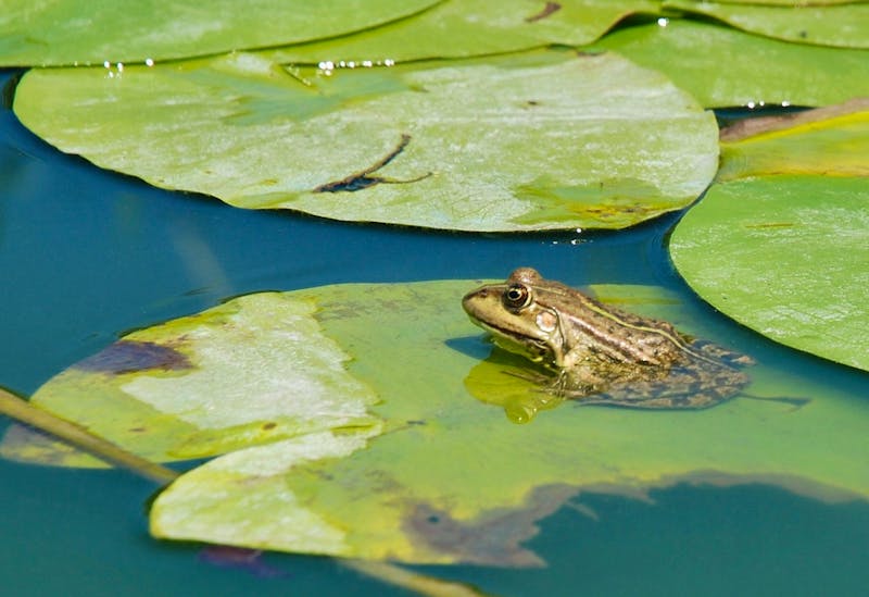 Frosch und Seerosen im Donaudelta - ©Simone Willner - Eberhardt TRAVEL