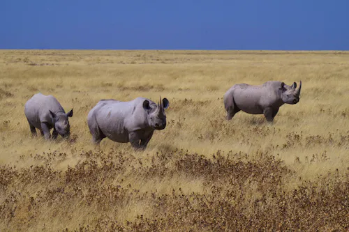 Etosha Nationalpark - Spitzmaul-Nashorn Familie &ndash; &copy; Annett Müller - Eberhardt TRAVEL