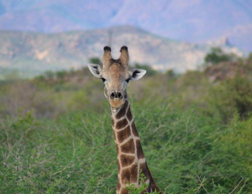 Giraffe im Etosha Nationalpark – © Laura Wonneberger - Eberhardt TRAVEL