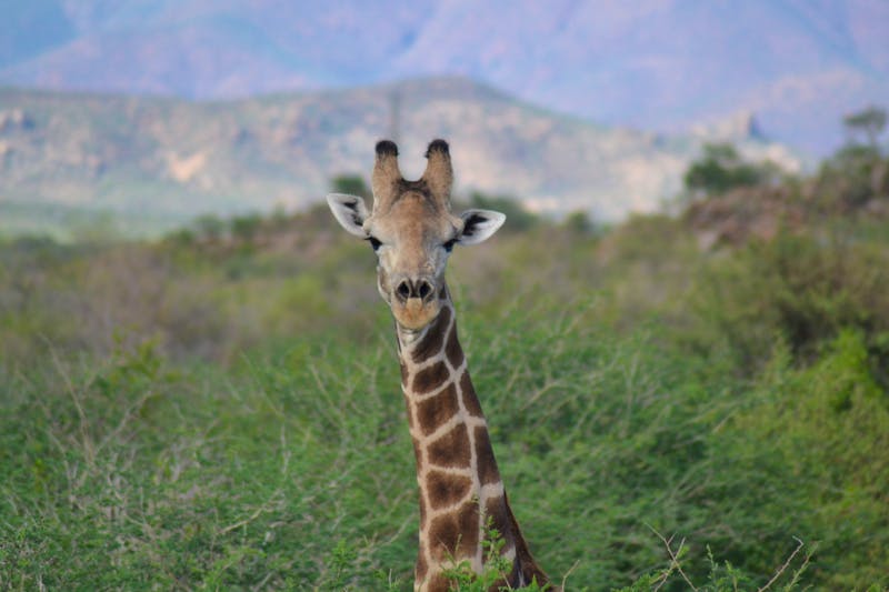 Giraffe im Etosha Nationalpark - ©Laura Wonneberger - Eberhardt TRAVEL