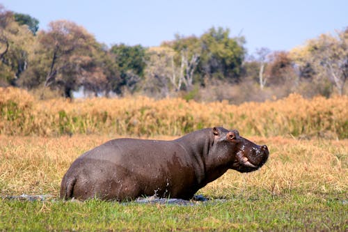 Flusspferd im Mahango Park &ndash; &copy; Carlos Neto - stock.adobe.com