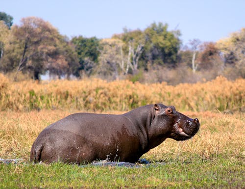 Flusspferd im Mahango Park – © Carlos Neto - stock.adobe.com
