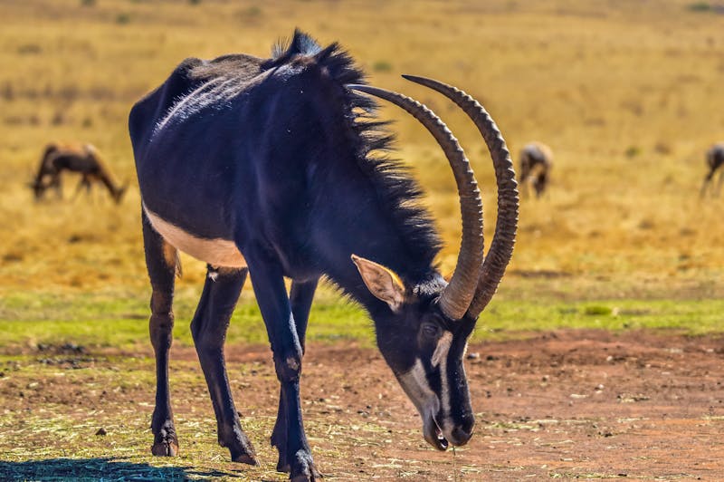 Säbel-Antilope im Mahango Park im Norden Namibias - ©shams Faraz Amir - stock.adobe.com