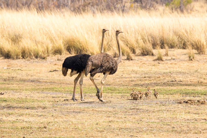 Straußenfamilie im Mahango Park im Norden Namibias - ©Hannes Thirion - stock.adobe.com