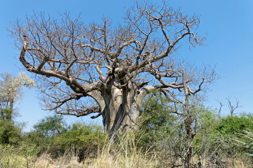 Baobab Baum im Mahango Park  &ndash; &copy; Pixelheld - stock.adobe.com