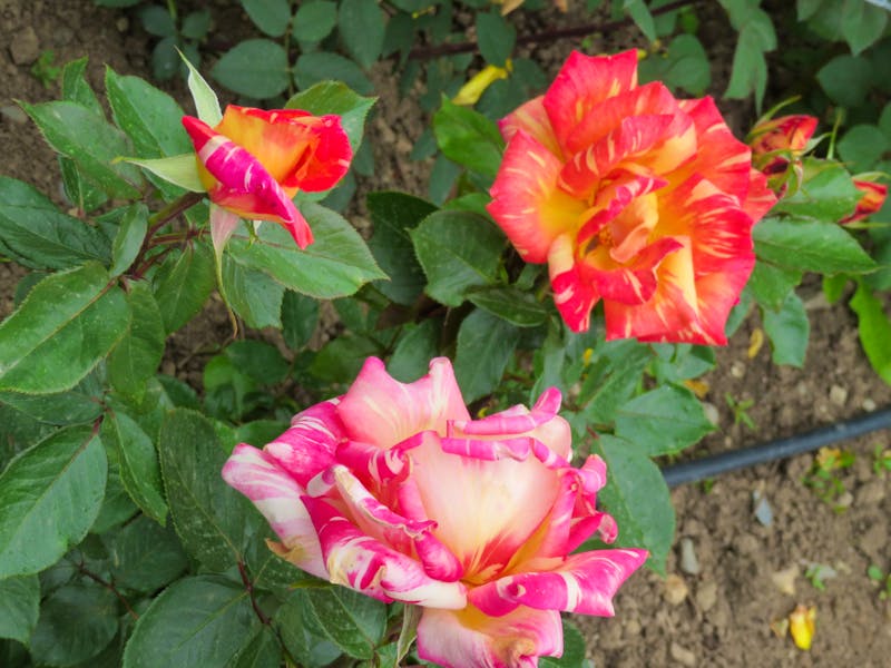 Rosen - ©Kathrin Mickan
