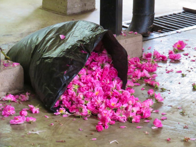 gepflückte Rosen - ©Kathrin Mickan