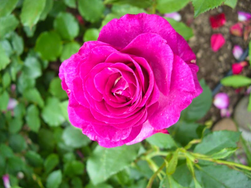 Rosen in Damascena - ©Enrico Albrecht