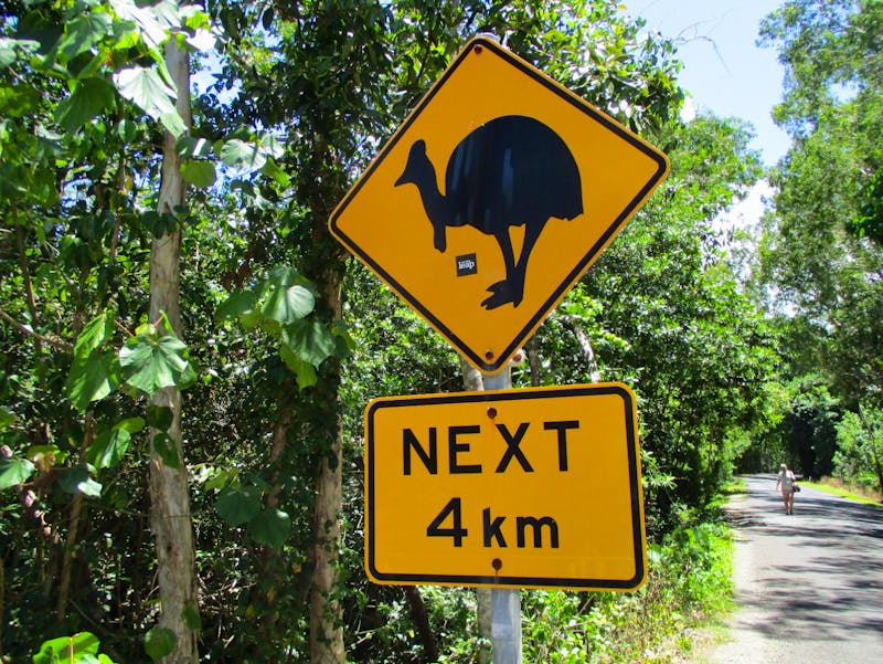 Im Daintree Nationalpark - Australien - ©Constanze Hölig - Eberhardt TRAVEL