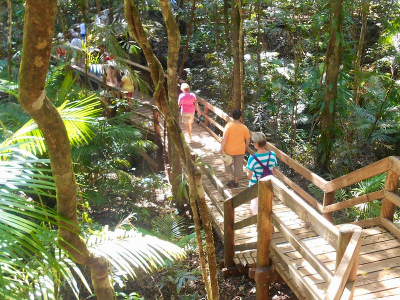 Regenwald-Spaziergang im Daintree Nationalpark - ©Katrin Deutschbein - Eberhardt TRAVEL