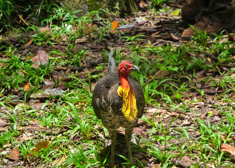 Spaziergang im Daintree Nationalpark - Australien - ©Ralf Mehnert - Eberhardt TRAVEL