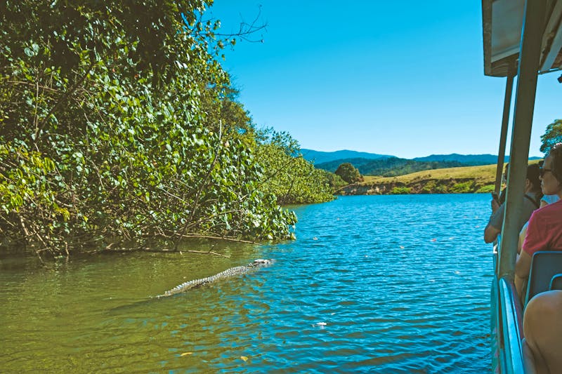 Bootsfahrt im Daintree-Nationalpark mit Krokodil-Beobachtung - ©Klara - stock.adobe.com