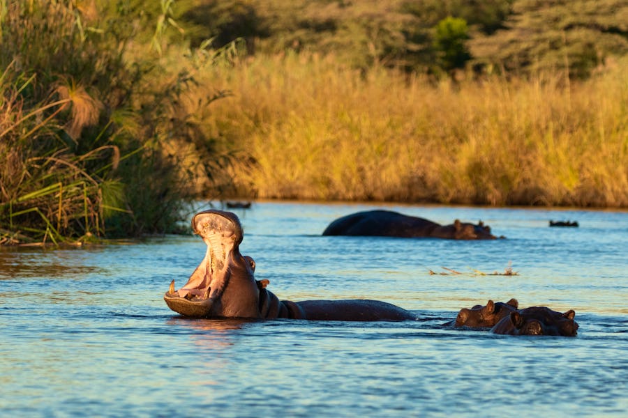 Flusspferde am Kwando River in Nambia – © Jeroen - stock.adobe.com