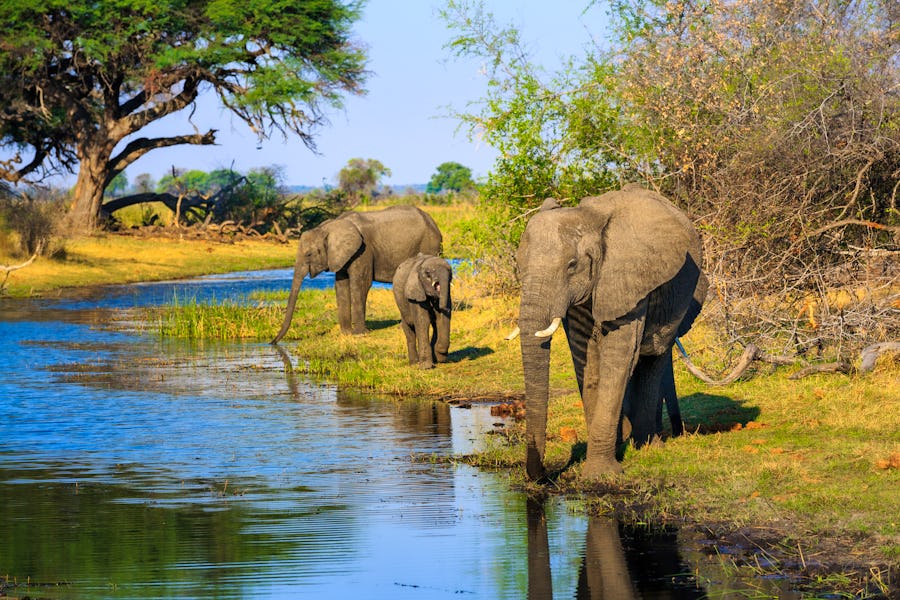 Elefanten im Bwabwata-Nationalpark  – © Radek - stock.adobe.com