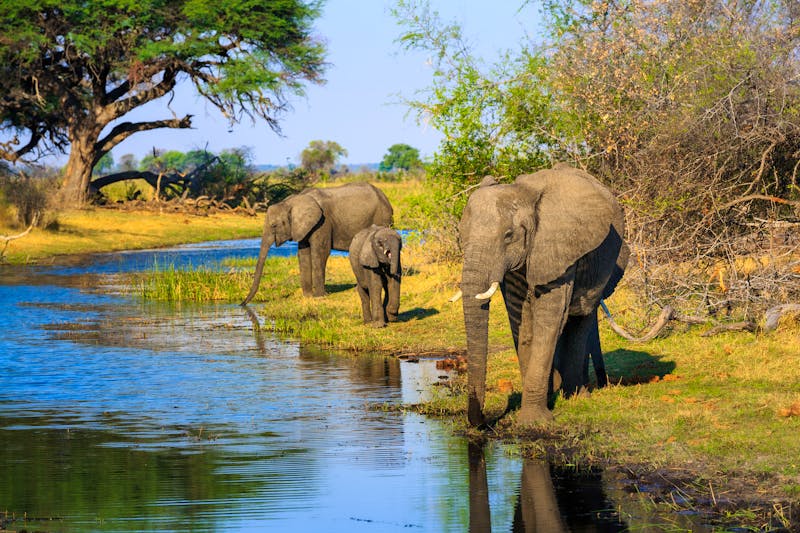 Elefanten im Bwabwata-Nationalpark  - ©Radek - stock.adobe.com