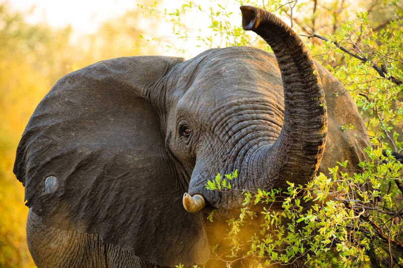 Elefant im Bwabwata-Nationalpark  - ©Radek - stock.adobe.com