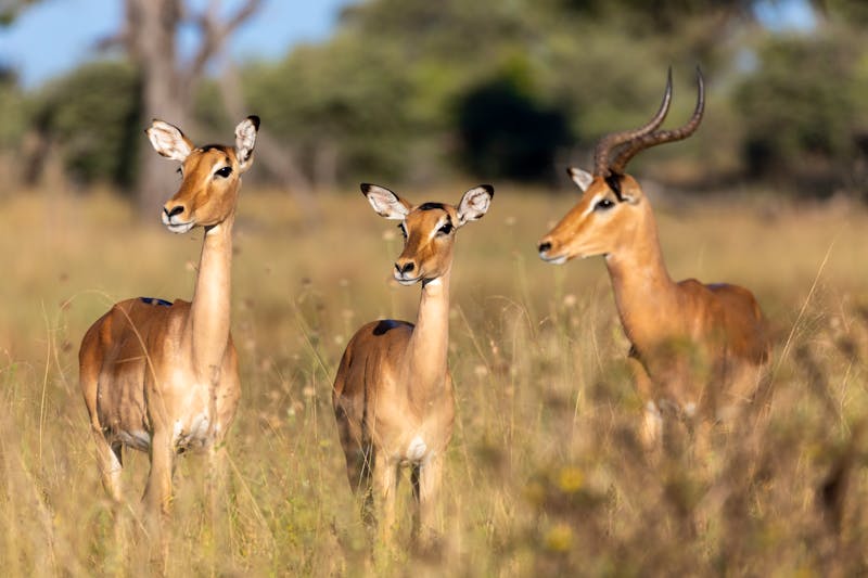 Impalas im Bwabwata-Nationalpark  - ©Artush  2016 - stock.adobe.com