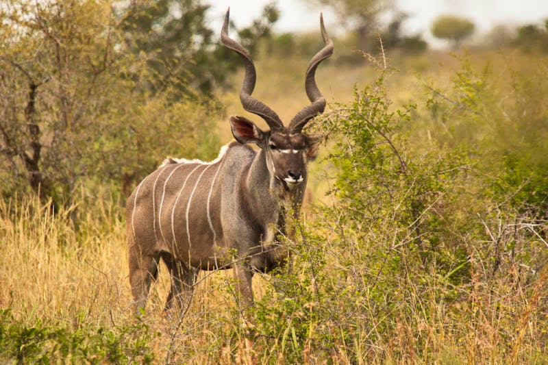 Kudu Antilope im Bwabwata-Nationalpark  - ©kstipek - stock.adobe.com