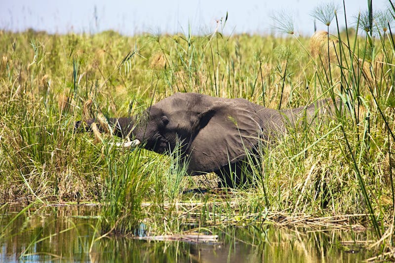 Bootsfahrt im Bwabwata-Nationalpark  - ©vladislav333222 - stock.adobe.com
