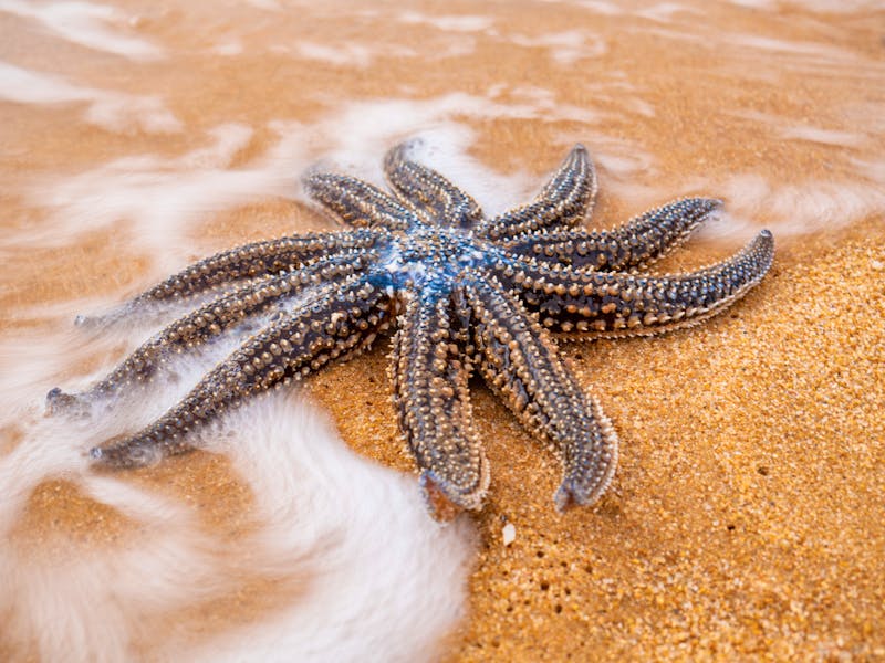 Seestern im Abel Tasman Nationalpark - ©Sergey - stock.adobe.com