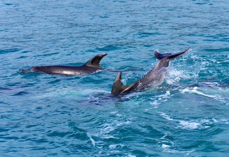 Delfine im Abel Tasman Nationalpark - ©Anna Stiebing - Eberhardt TRAVEL