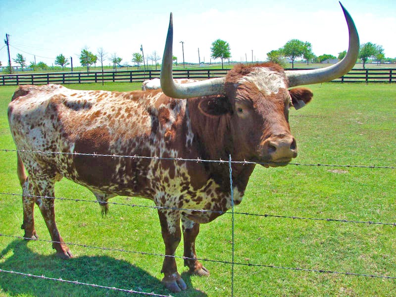 Auf der Southfork Ranch - Fernsehserie Dallas - ©Anett Scheffler - Eberhardt TRAVEL