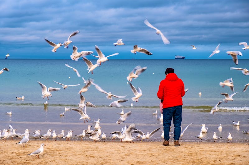 Ostsee - Möven füttern im Winter - ©Art Media Factory - stock.adobe.com