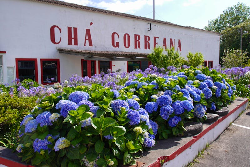 Teeplantage Gorreana auf der Azoren-Insel Sao Miguel - ©Rica Schubert