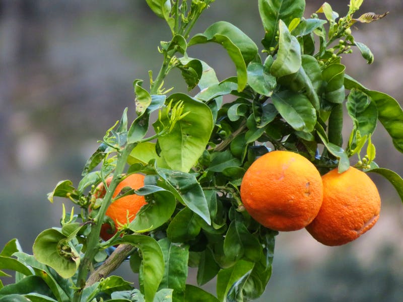 Orangen in den Gärten von Alfabia - ©Kathrin Mickan - Eberhardt TRAVEL