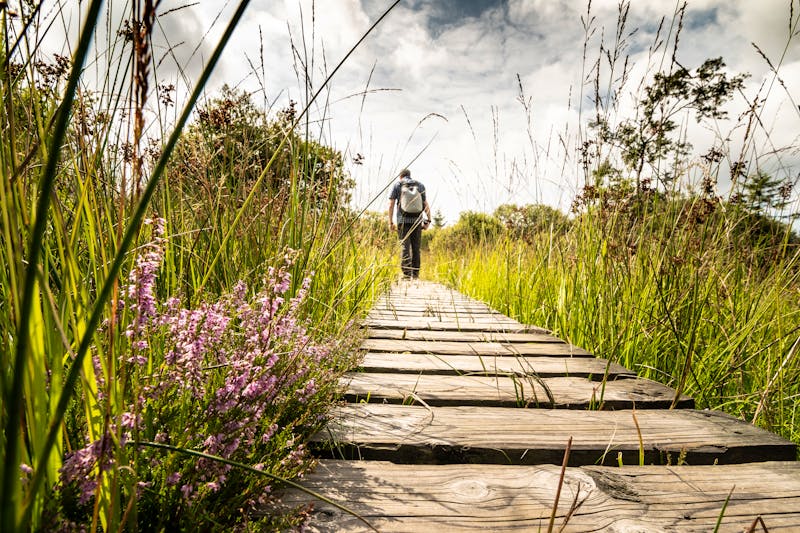 Wanderung im Hochmoor Hohes Venn - ©CHRISTINE OELKE - stock.adobe.com