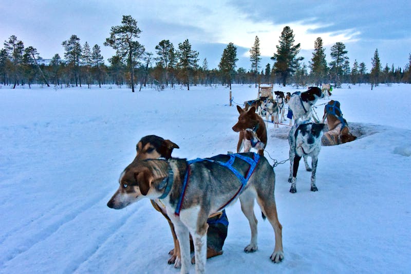 Husky-Tour - Hundeschlittenfahrt - ©Martin Büchner - Eberhardt TRAVEL