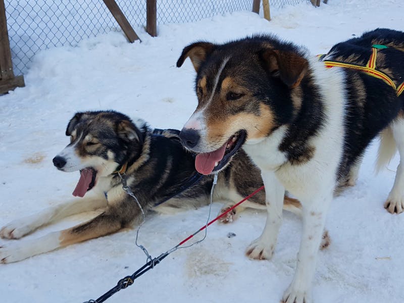 Schlittenhunde in Norwegen - ©Ria Heilmann - Eberhardt TRAVEL
