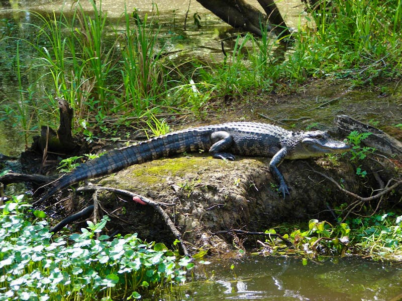 Sumpf-Tour zur Alligator-Beobachtung am Mississippi - ©Anett Scheffler - Eberhardt TRAVEL