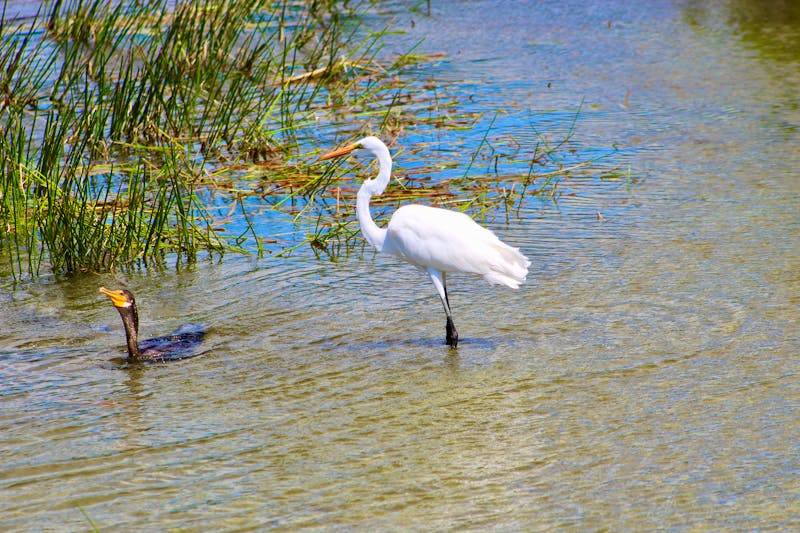 Sumpftour am Mississippi - ©Jaimie Tuchman 2018 - stock.adobe.com
