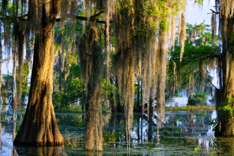 Sumpftour im Mississippi Delta - ©Pierre-Jean DURIEU - stock.adobe.com