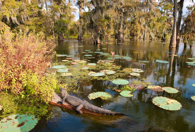 Alligator in den Sümpfen von Louisiana - ©Miguel Megevand - stock.adobe.com