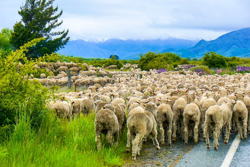 Schafherde in der Region Otago - Neuseeland - ©arif wibowo jg/EyeEm - stock.adobe.com