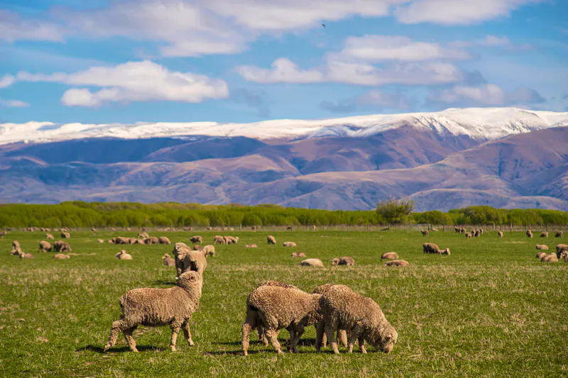 Schafhaltung in der Region Canterbury bei Twizel - &copy;B.RICHARD@HSIA - stock.adobe.com