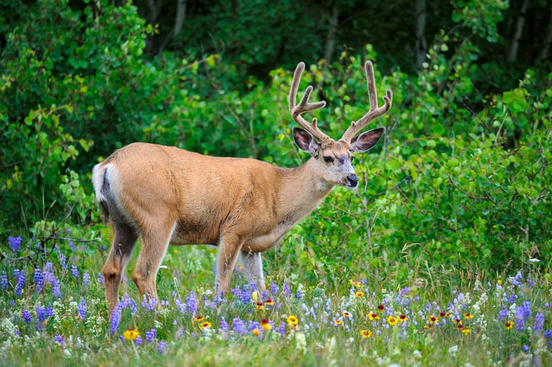 Waterton Lakes Nationalpark - ©Wirestock  - stock.adobe.com