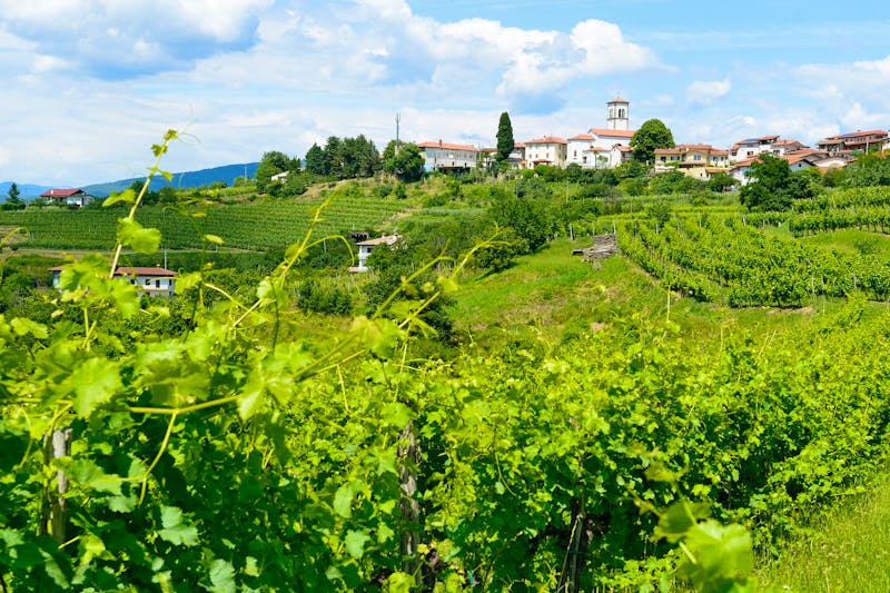 Slowenische Weinregion Goriska Brda - ©nsahraj - stock.adobe.com