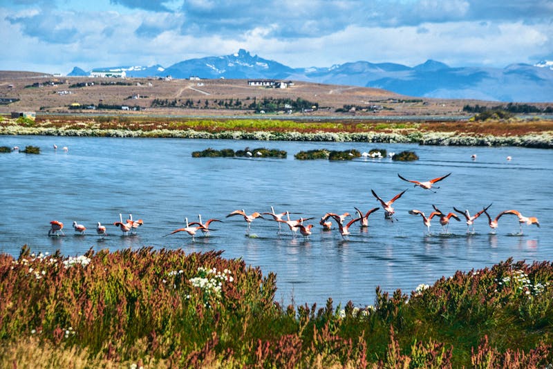 Flamingos in der Laguna Nimez in El Calafate - Patagonien - ©Alisha - stock.adobe.com