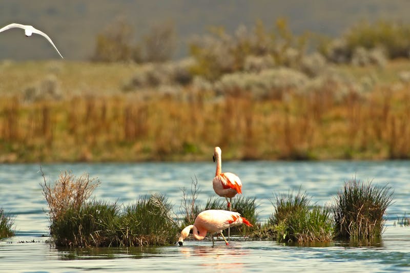Flamingos in der Laguna Nimez in El Calafate - Patagonien - ©Marcio Dufranc - stock.adobe.com